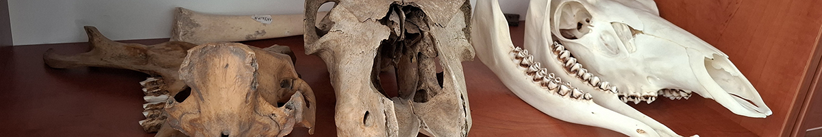obrazek nr 3
