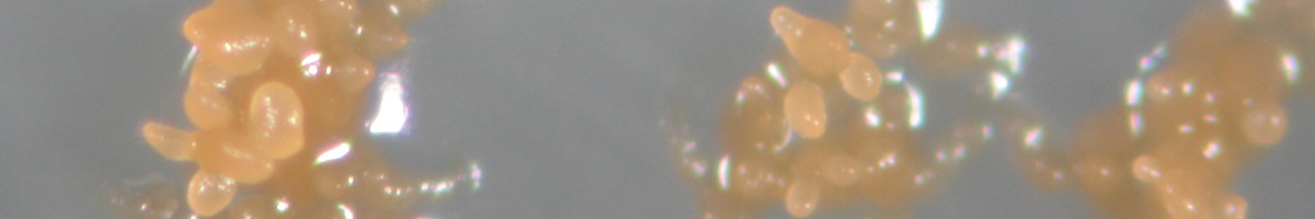 Zakład Mikrobiologii