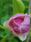 2014.05.05 Magnolia [fot. Anna Folborska]