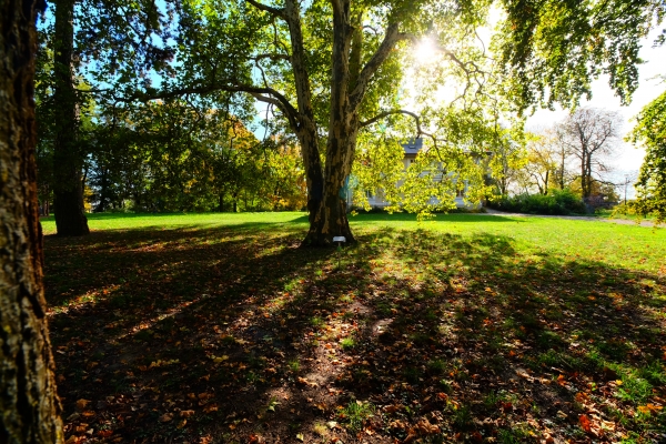 na zdjęciu park skąpany w słońcu